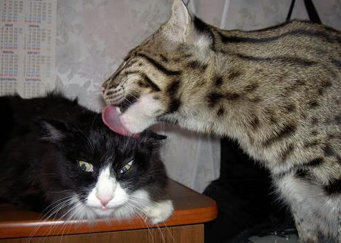 华体会-亚特兰大强势碾压哥伦比亚，莫德里奇魔笛奏响决胜乐章  第2张